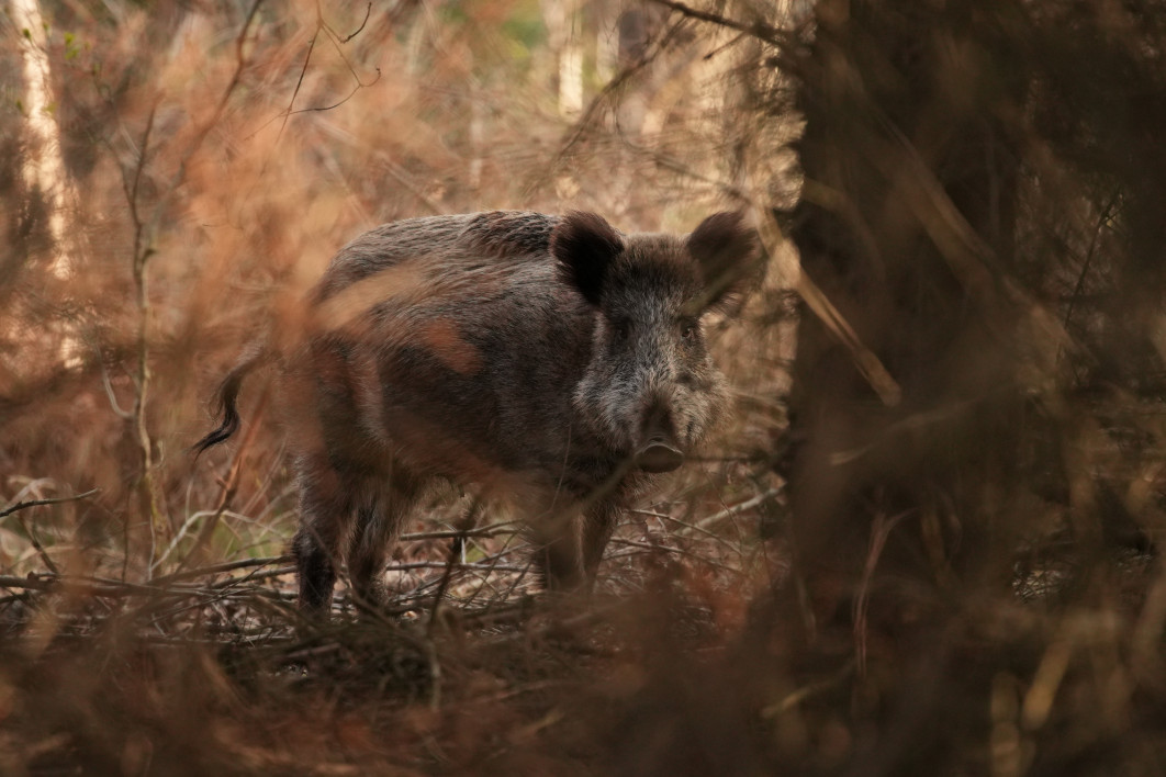1/400 s, f/4.5, ISO 1600, 400.0 mm, crop APS-C