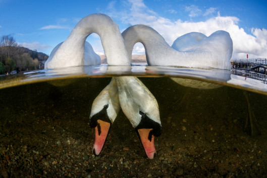 Grant Thomas - British Underwater Photographer of the Year 2018