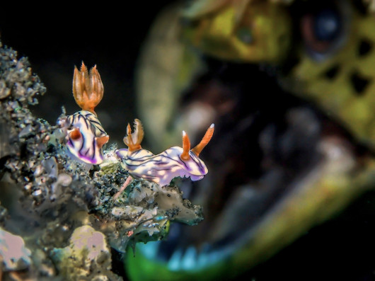 Man BD - Up & Coming Underwater Photographer of the Year 2018