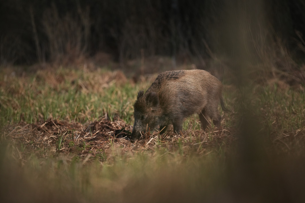 1/3200 s, f/4.5, ISO 800, 400.0 mm