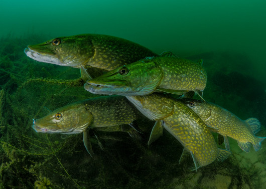 Tony Stephenson - Most Promising British Underwater Photographer 2018
