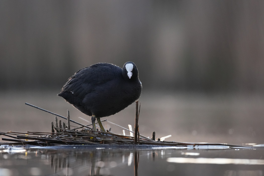 1/400 s, f/4.5, ISO 3200, 400.0 mm, crop APS-C