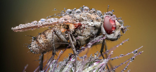 Macro Art Photo Project 2019 - wyniki