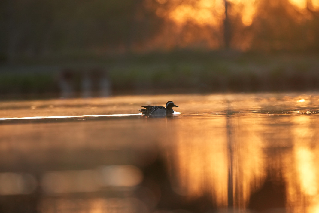 1/1000 s, f/4.5, ISO 1600, 400.0 mm, crop APS-C