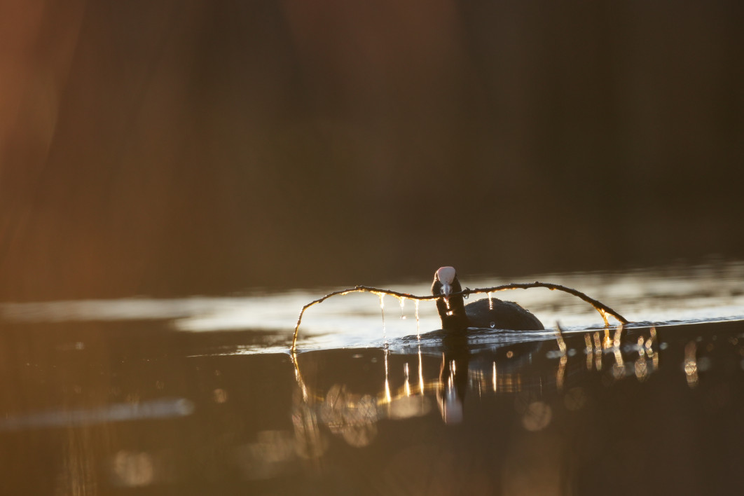 1/1000 s, f/4.5, ISO 400, 400.0 mm, crop APS-C