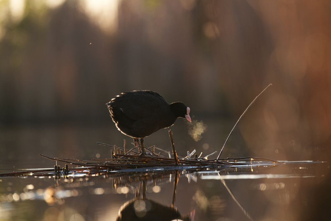 1/500 s, f/5.6, ISO 400, 400.0 mm
