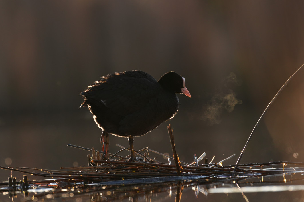 1/500 s, f/5.6, ISO 400, 400.0 mm, crop APS-C