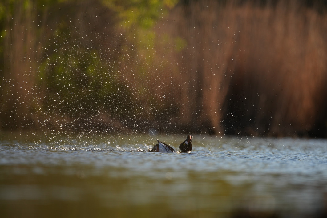 1/1600 s, f/4.5, ISO 400, 400.0 mm, crop APS-C
