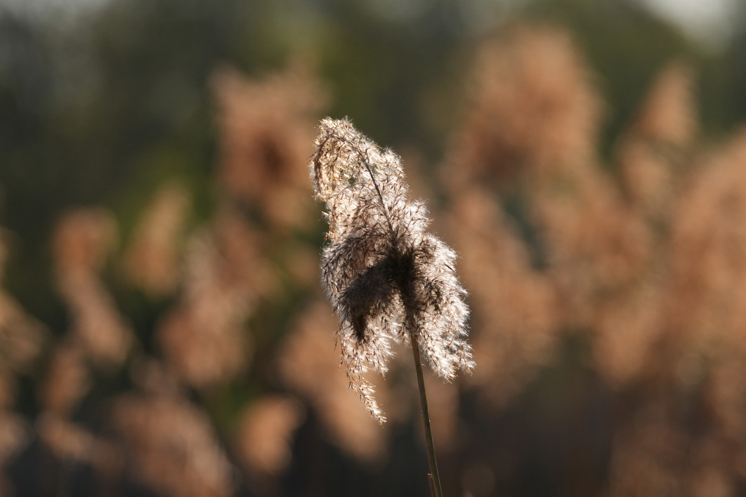 1/3200 s, f/4.5, ISO 500, 226.0 mm, crop APS-C