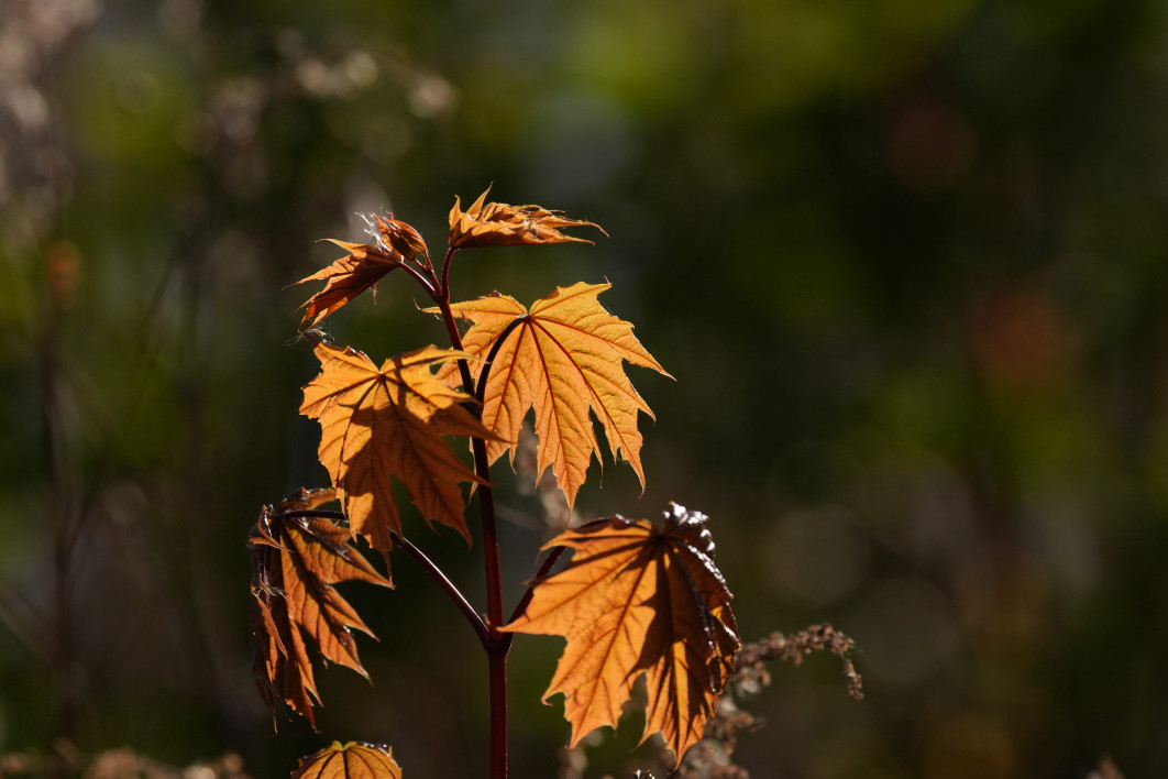 1/2500 s, f/5.6, ISO 500, 400.0 mm, crop APS-C