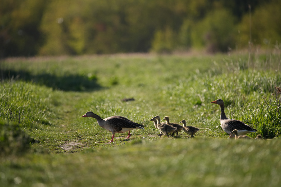 1/2000 s, f/4.5, ISO 500, 400.0 mm