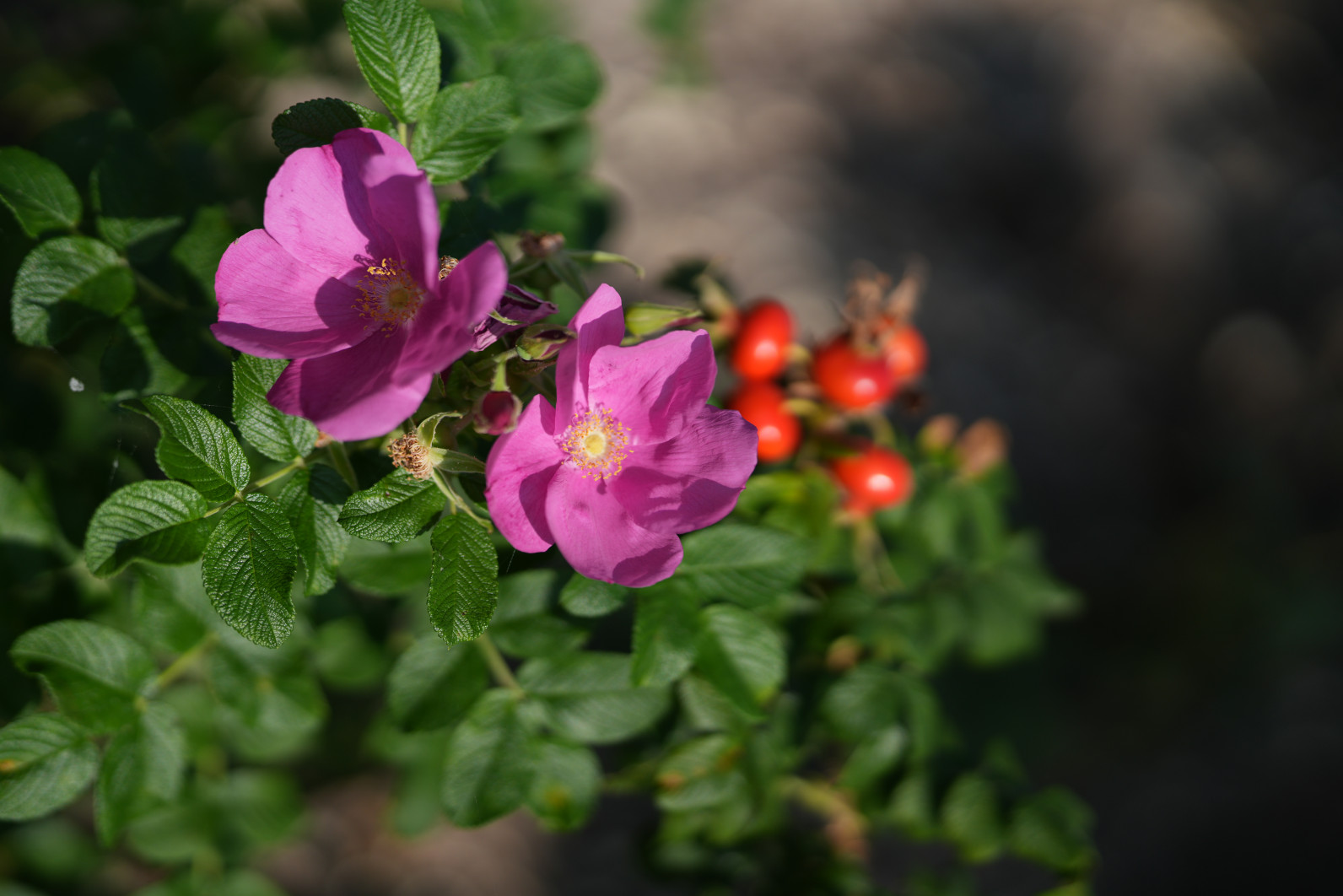 1/6400 s, f/1.4, ISO 100, 85 mm