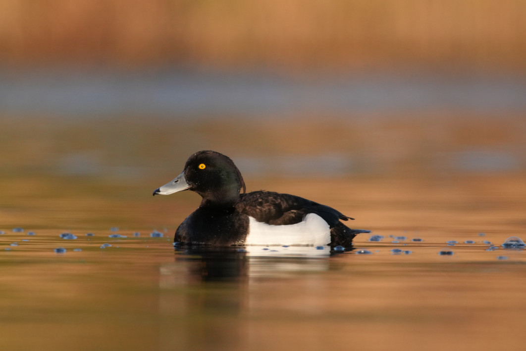 1/1000 s, f/9, ISO 1600, 800.0 mm, crop APS-C