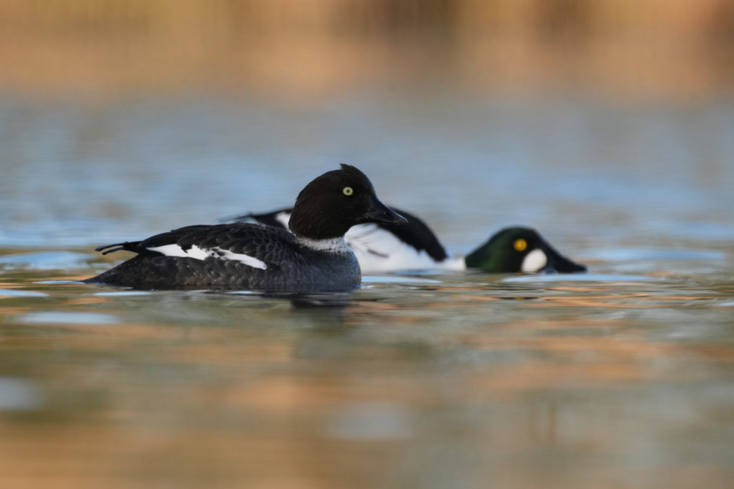 1/800 s, f/9, ISO 1600, 800.0 mm, crop APS-C