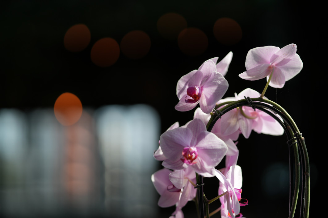 1/2000 s, f/1.4, ISO 100, 85 mm