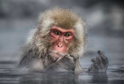 fot. Linda Oliver / Comedy Wildlife Photography Awards