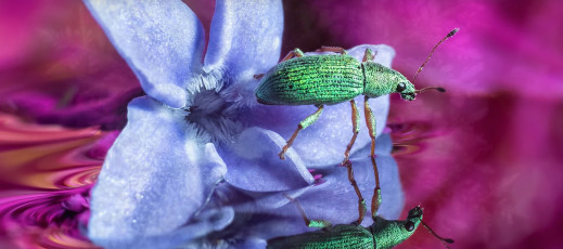 Chcesz zwiększyć swoją kreatywność w makrofotografii? Trzymaj się tych kilku zasad