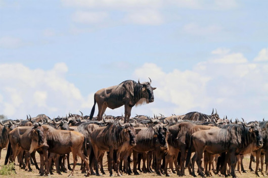 fot. Jean Jacques Alcalay / Comedy Wildlife Photography Awards