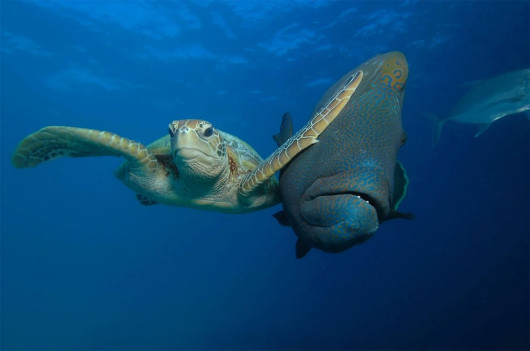 fot. Troy Mayne / Comedy Wildlife Photography Awards