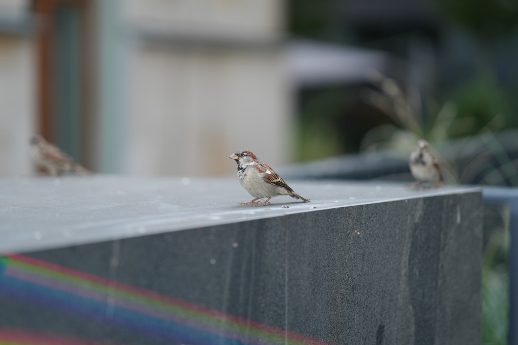 1/640 s, f/1.4, ISO 100, 85 mm