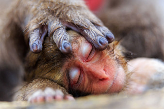 GDT European Wildlife Photographer of the Year 2016 - nagrodzone prace