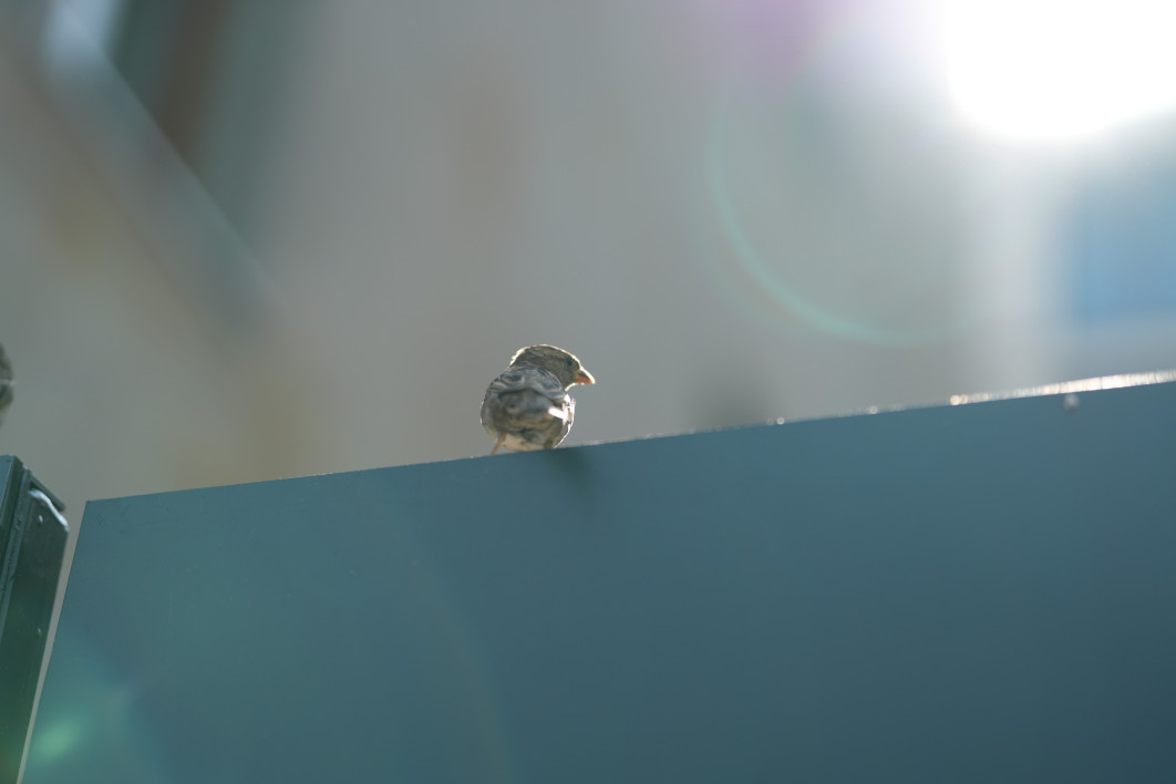 1/2000 s, f/1.4, ISO 100, 85 mm