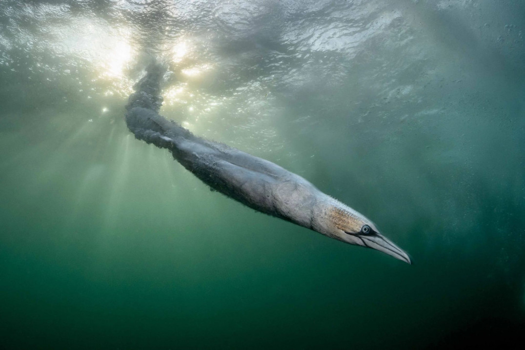 Oto najlepsze zdjęcia ptaków!  Rozstrzygnięto konkurs Bird Photographer of the Year 2026. Trzech Polaków wśród nagrodzonych