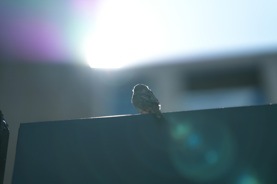 1/8000 s, f/1.4, ISO 100, 85 mm