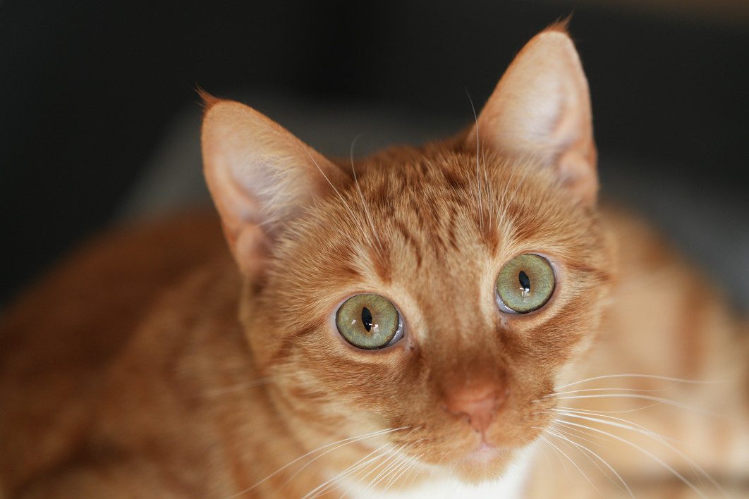 1/125 s, f/2.8, ISO 1600, 100.0 mm