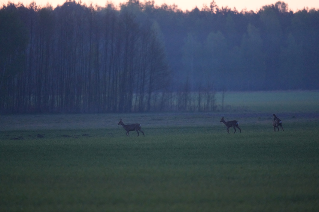 1/50 s, f/4.5, ISO 6400, 400.0 mm
