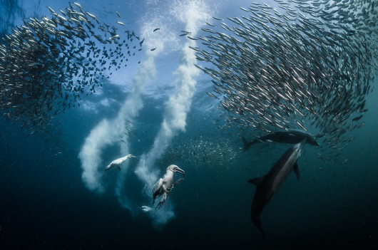 fot. Greg Lecoeur - fotograf roku konkursu Siena International Photo Awards