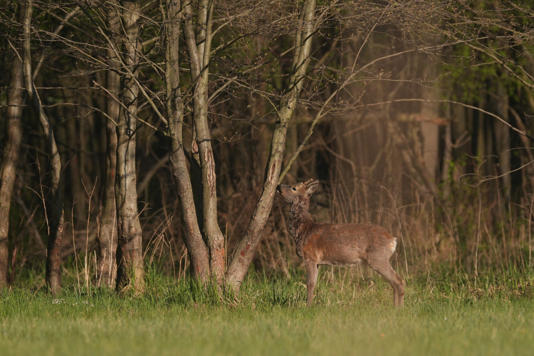 1/1600 s, f/5.6, ISO 400, 400.0 mm, crop APS-C