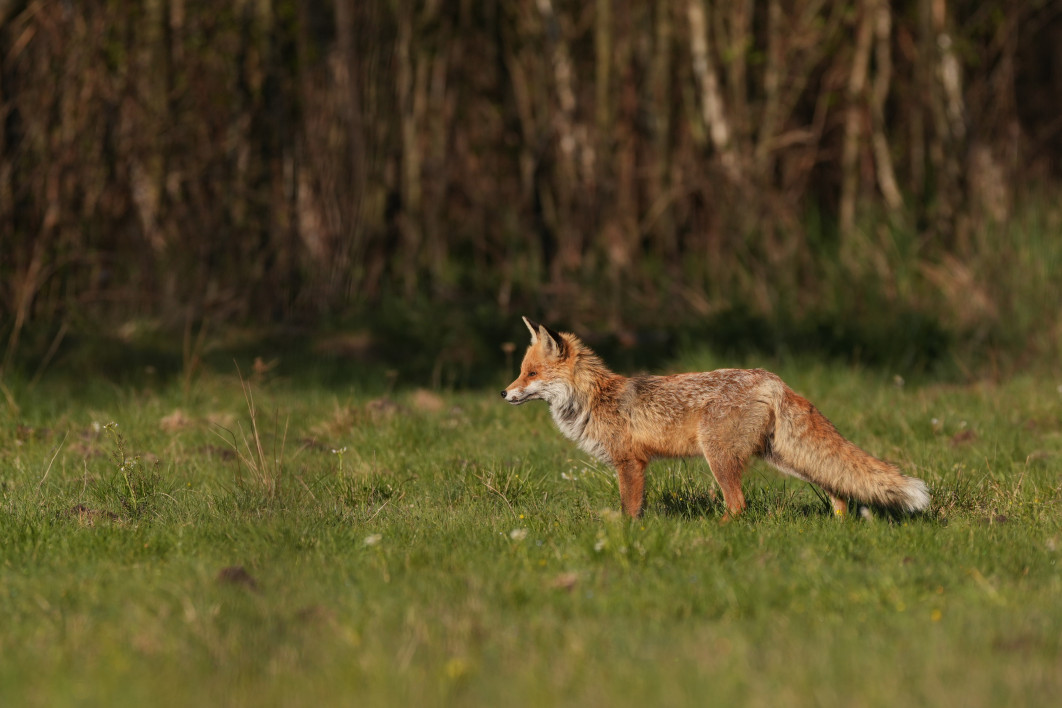 1/2000 s, f/5.6, ISO 400, 400.0 mm, crop APS-C