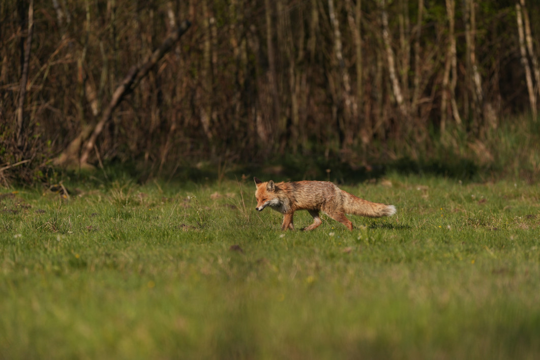1/2000 s, f/5.6, ISO 400, 400.0 mm