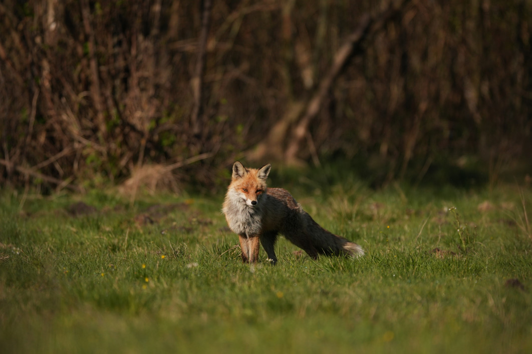 1/3200 s, f/4.5, ISO 400, 400.0 mm, crop APS-C
