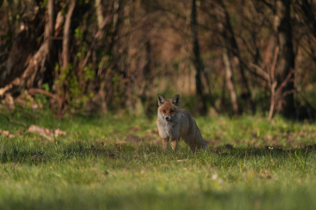 1/1600 s, f/4.5, ISO 400, 400.0 mm