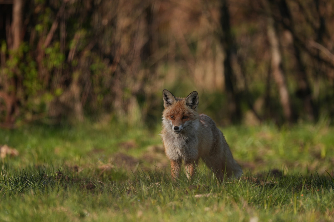 1/1600 s, f/4.5, ISO 400, 400.0 mm, crop APS-C