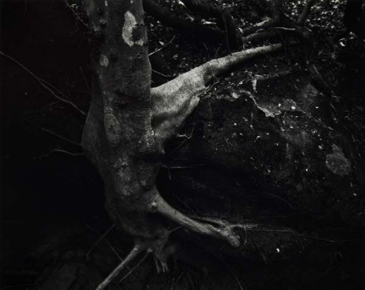 "Las" sfotografowany - fotografie Michała Jelińskiego w Green Gallery