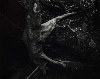 "Las" sfotografowany - fotografie Michała Jelińskiego w Green Gallery
