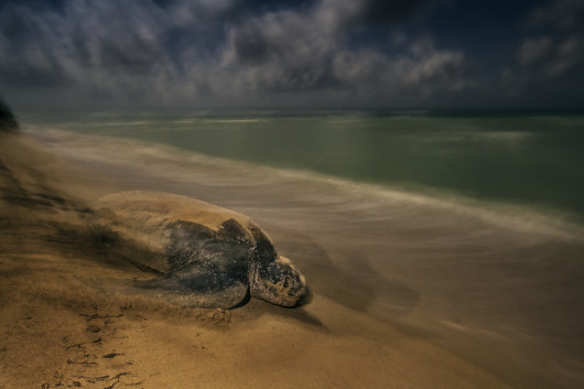 fot. Brian Skerry, The Ancient Ritual, 1. miejsce w kategorii Zachowanie / Płazy i gady

Samica żółwia skórzastego powraca na plażę na Wyspach Dziewiczych, na której sama się wykluła, by złożyć własne jaja.