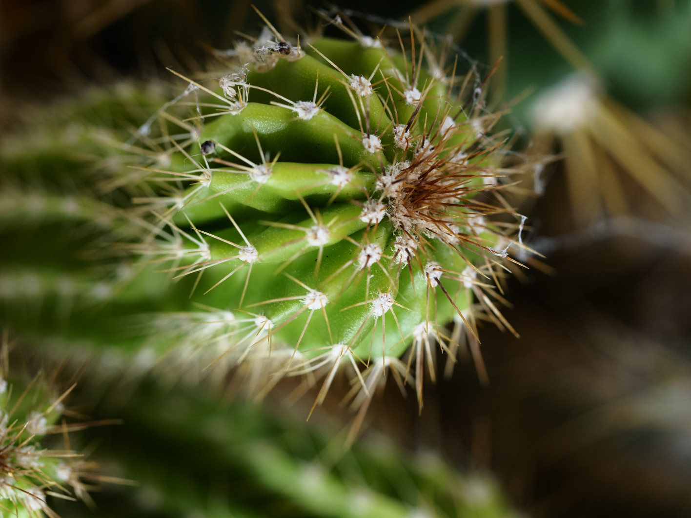 1/125 s, f/3.5, ISO 500, 60.0 mm