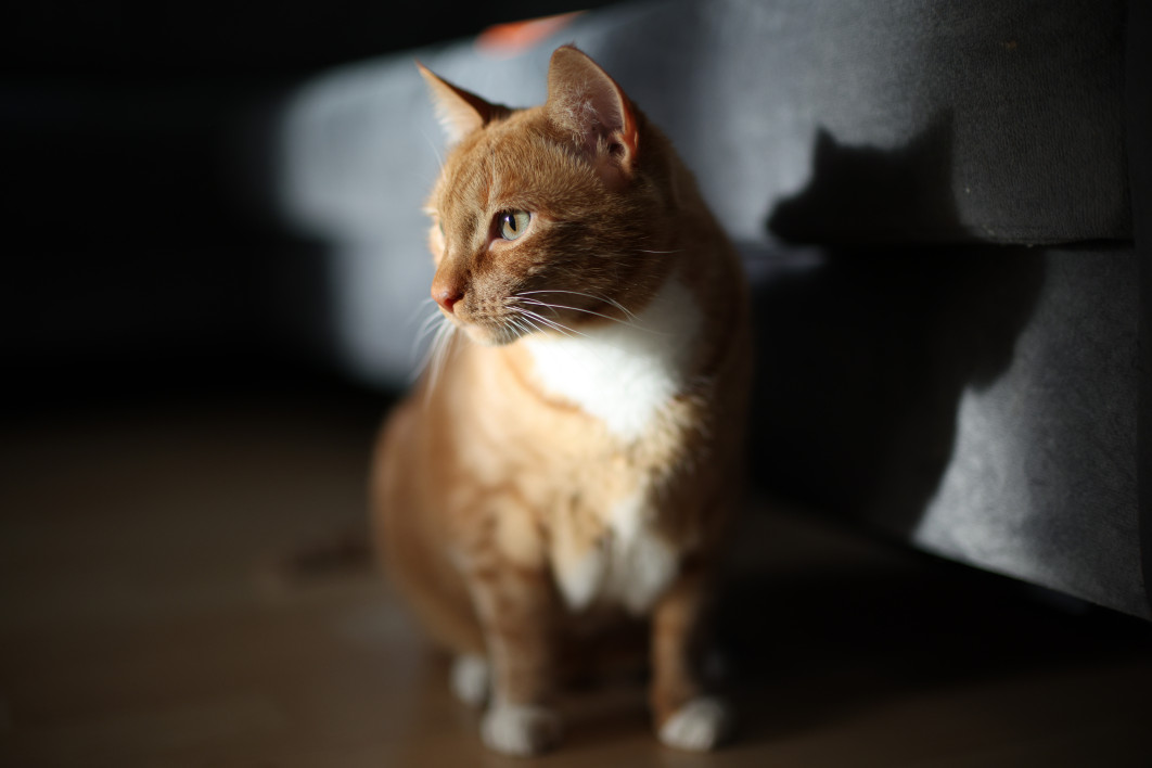 1/800 s, f/1.2, ISO 800, 45.0 mm