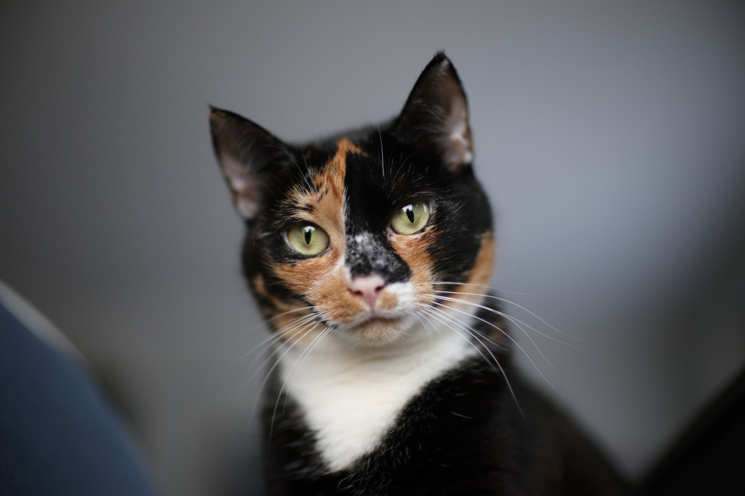 1/1600 s, f/1.2, ISO 800, 45.0 mm