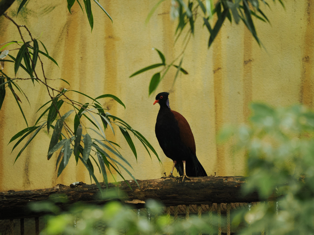 1/200 s, f/2.8, ISO 800, 200.0 mm