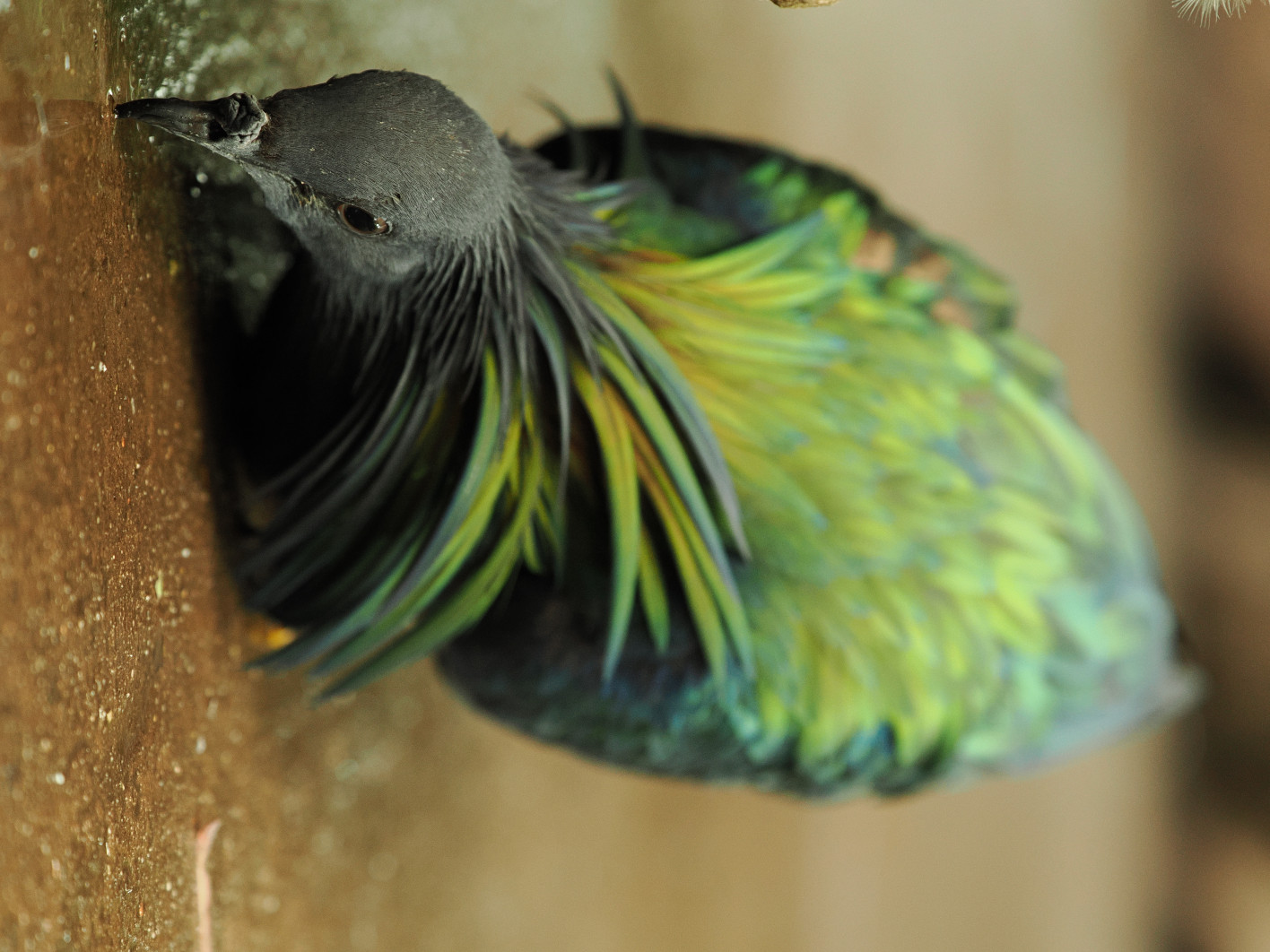 1/160 s, f/2.8, ISO 1600, 98.0 mm