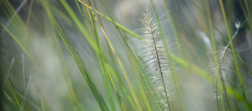Samyang MF 85 mm f/1.8 ED UMC CS - zdjęcia przykładowe