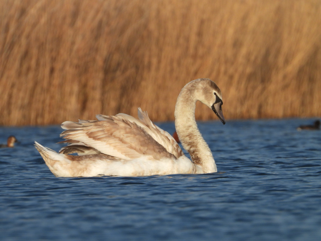 1/500 s, f/8, ISO 250, 1500 mm