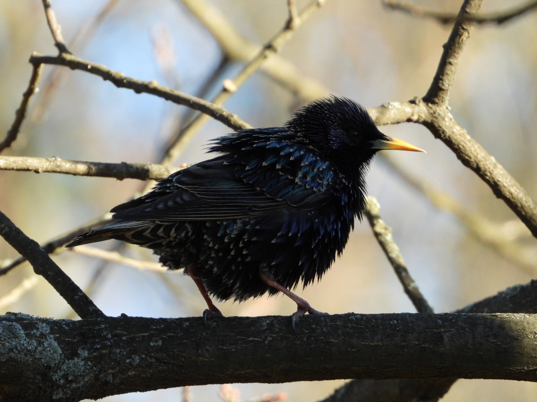 1/250 s, f/6.3, ISO 400, 1700 mm