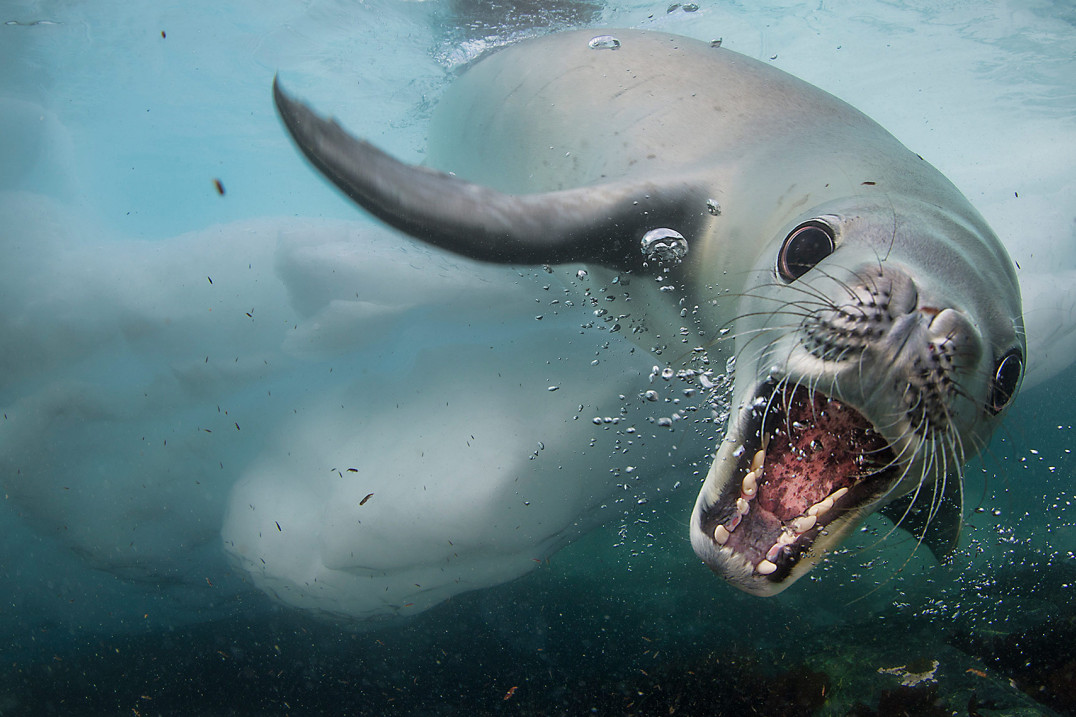 Zobacz 25 zdjęć, które walczą o Nagrodę Publiczności konkursu Wildlife Photographer of the Year 2018 