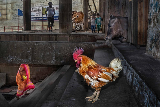 COEXISTENCE, Md Enamul Kabir (Bangladesz)
